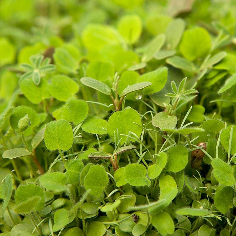 Regional Western Colorful Dryland Wildflower Mix Peaceful Valley Regional Western Colorful Dryland Wildflower Mix - Nitrocoated Seed (lb) Cover Crop