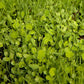 Peaceful Valley Sierra Foothill Dryland Mix Peaceful Valley Sierra Foothill Dryland Mix - Nitrocoated Seed (lb) Cover Crop