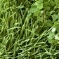 Peaceful Valley Sod Buster Mix - Seed (lb) - Grow Organic