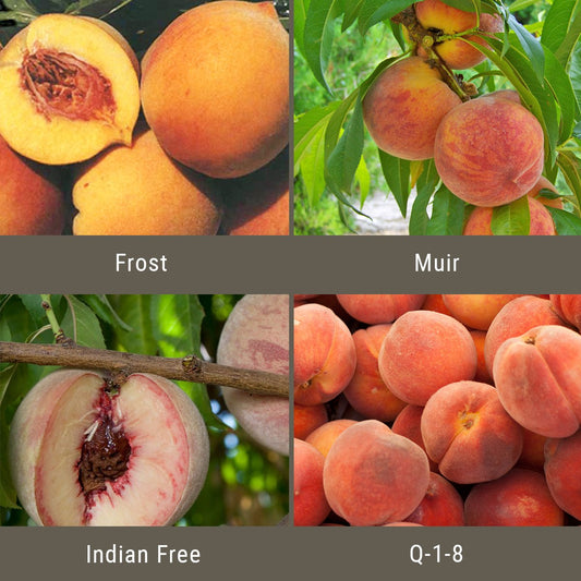 Peach Leaf Curl Resistant Peaches, 3 on 1 Multi Grafted Fruit Tree Grow Organic