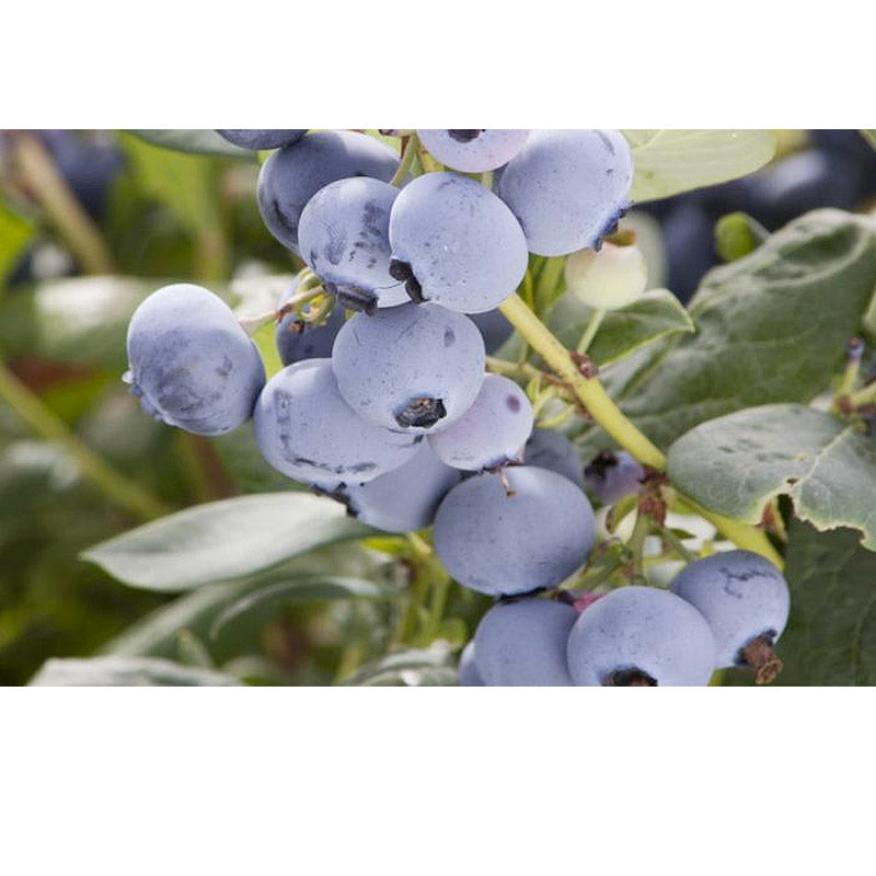 Organic Blueberry Pearl 