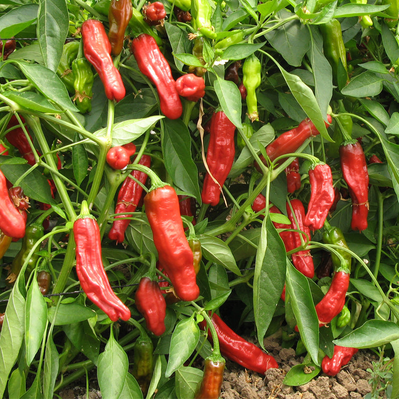 Shishito Pepper Seeds (Organic) - Organic