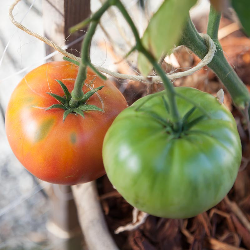 Brandywine Pink Tomato Seeds (Organic) - Grow Organic Brandywine Pink Tomato Seeds (Organic) Vegetable Seeds
