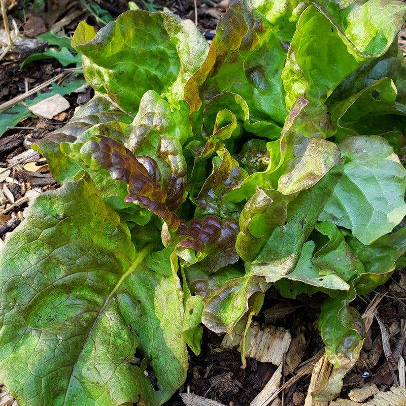 Organic Pirat Lettuce from $3.99 - Grow Organic Pirat Lettuce Seeds (Organic) Vegetable Seeds