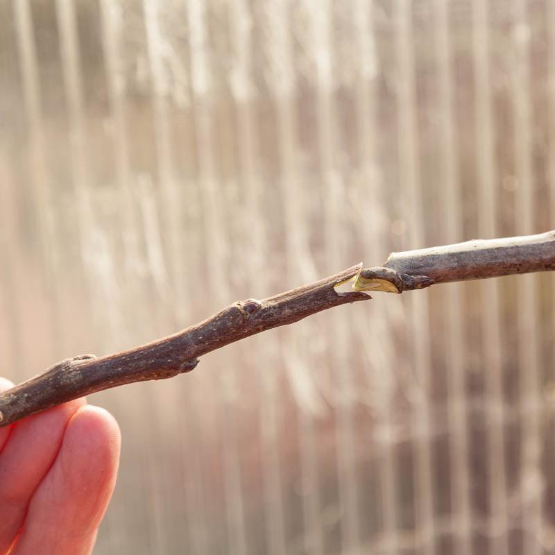 Zenport Grafting Tool - Omega Style - Grow Organic