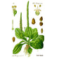 Strictly Medicinal Organic Plantain Broadleaf - Grow Organic Strictly Medicinal Organic Plantain Broadleaf Herb Seeds