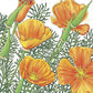 Poppy, California Golden (1/4 lb) - Grow Organic Poppy, California Golden (1/4 lb) Flower Seeds