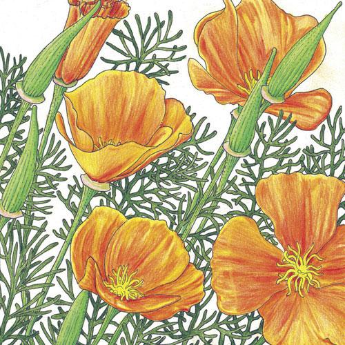 Poppy, California Golden (1/4 lb) - Grow Organic Poppy, California Golden (1/4 lb) Flower Seeds