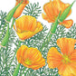 Poppy, California Golden - Grow Organic Poppy, California Golden (lb) Flower Seeds