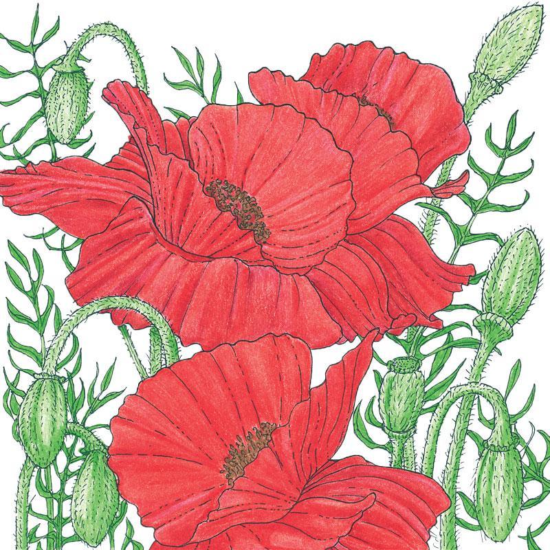 Poppy, Corn (1/4 lb) - Grow Organic Poppy, Corn (1/4 lb) Flower Seeds