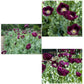 Renee's Garden Poppy California Lauren's Dark Grape Heirloom Renee's Garden Poppy California Lauren's Dark Grape (Heirloom) Flower Seed & Bulbs