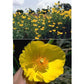 Renee's Garden Poppy Mexican Tulip - Grow Organic Renee's Garden Poppy Mexican Tulip Flower Seed & Bulbs