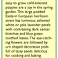 Hungarian Breadseed Poppy Seeds - Grow Organic