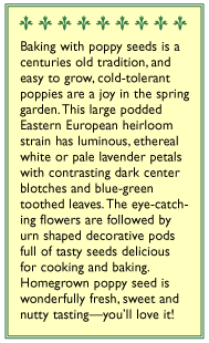 Hungarian Breadseed Poppy Seeds - Grow Organic