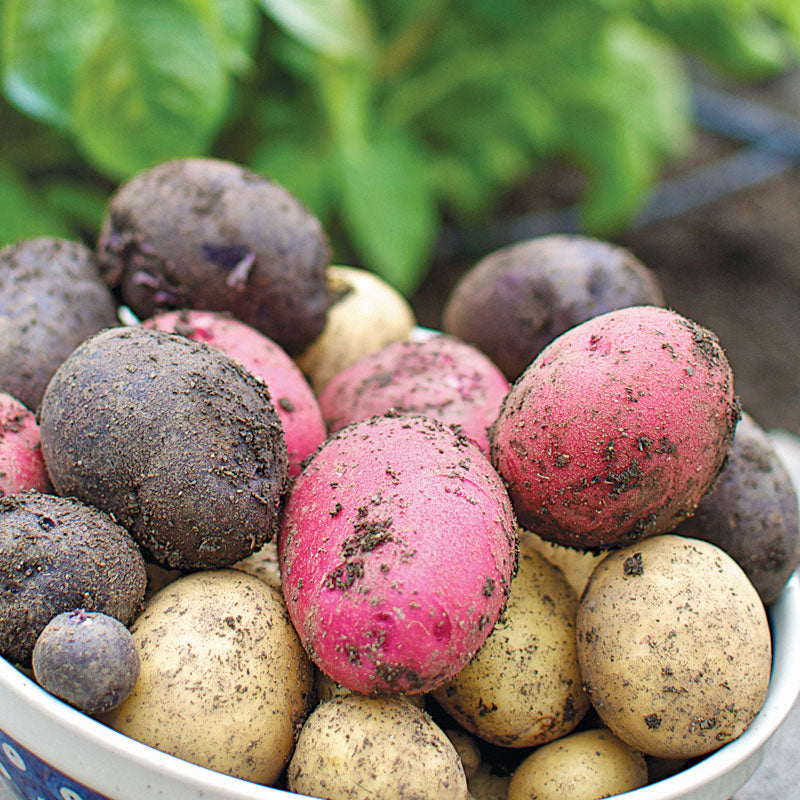 Fall-Planted Organic Rainbow Mix Seed Potatoes - Grow Organic Fall-Planted Organic Rainbow Mix Seed Potatoes (lb) Potatoes