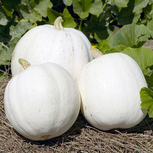 Organic Pumpkin, Casper (1 oz) - Grow Organic Organic Pumpkin, Casper (1 oz) Vegetable Seeds