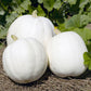 Casper Pumpkin Seeds (Organic) - Grow Organic Casper Pumpkin Seeds (Organic) Vegetable Seeds