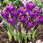 Bee Purple Collection - (50 Bulbs) - Grow Organic Bee Bulb Collection - Purple (Pack of 50) Flower Bulbs
