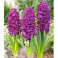 Bee Purple Collection - (50 Bulbs) - Grow Organic Bee Bulb Collection - Purple (Pack of 50) Flower Bulbs