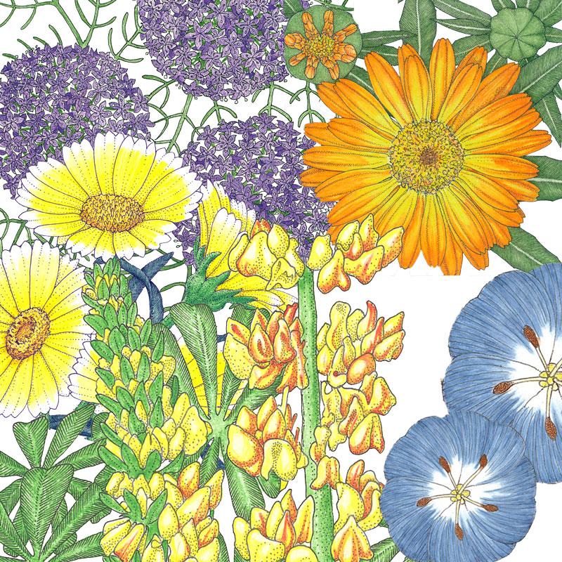 PV Flowering Pollinator Mix - Grow Organic Peaceful Valley Flowering Pollinator Mix (lb) Flower Seeds