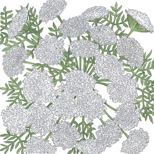 Queen Anne's Lace (1/4 lb) Peaceful Valley