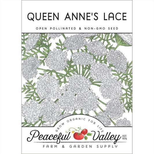 Queen Anne's Lace (pack) Peaceful Valley