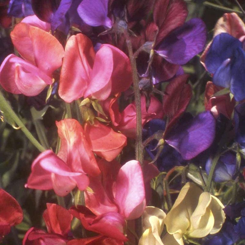 queen of the night flower seeds 'Queen of the Night' Heirloom Sweet Peas
