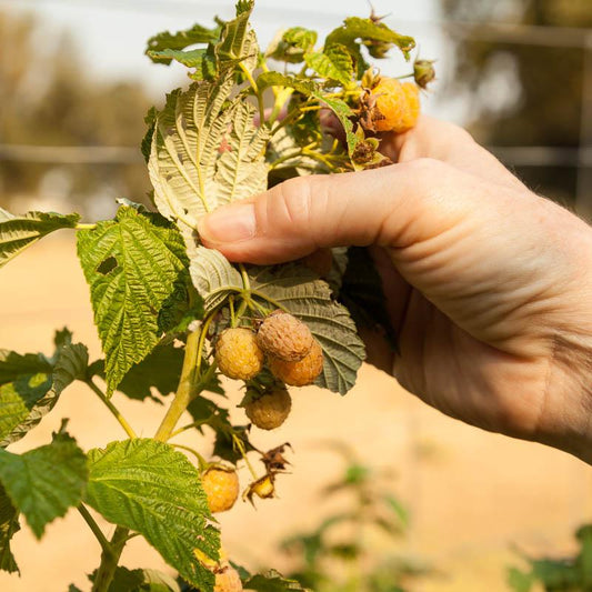 Raspberry - Fall Gold (Bundle of 3) - Grow Organic Raspberry - Fall Gold (Bundle of 3) Berries and Vines