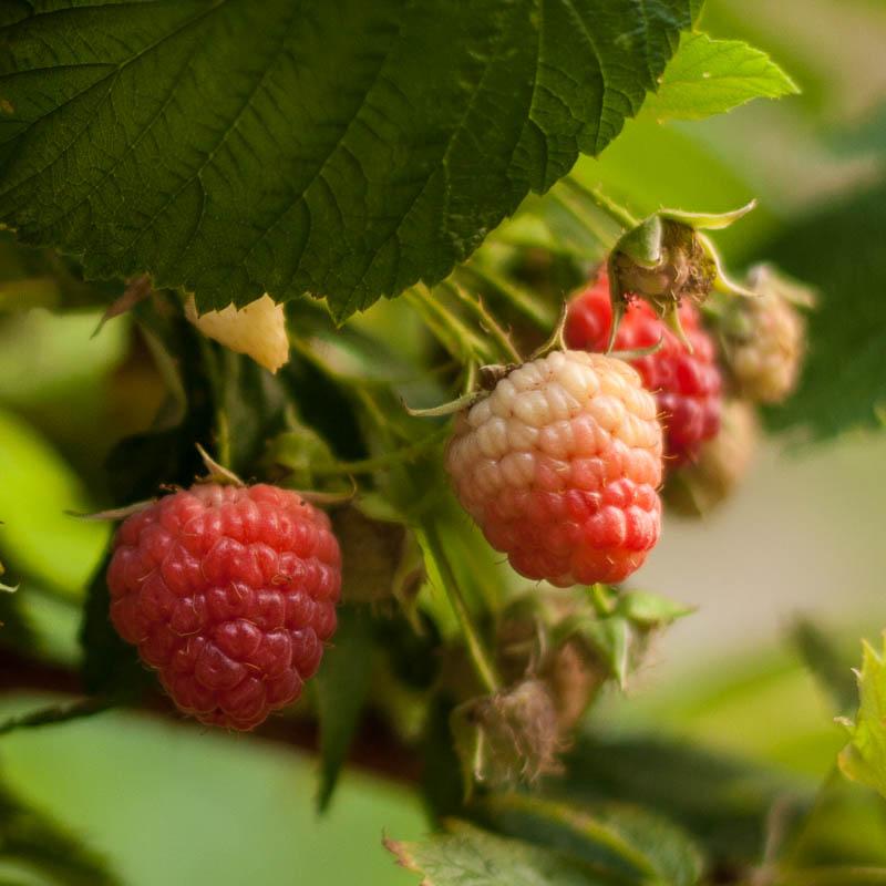 Raspberry - Red Heritage (Bundle of 3) - Grow Organic Raspberry - Red Heritage (Bundle of 3) Berries and Vines