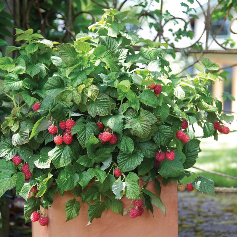 raspberry potting mix Potted Raspberry