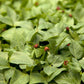 Red Cowpeas - Raw Seed - Grow Organic Red Cowpeas - Raw Seed (lb) Cover Crop