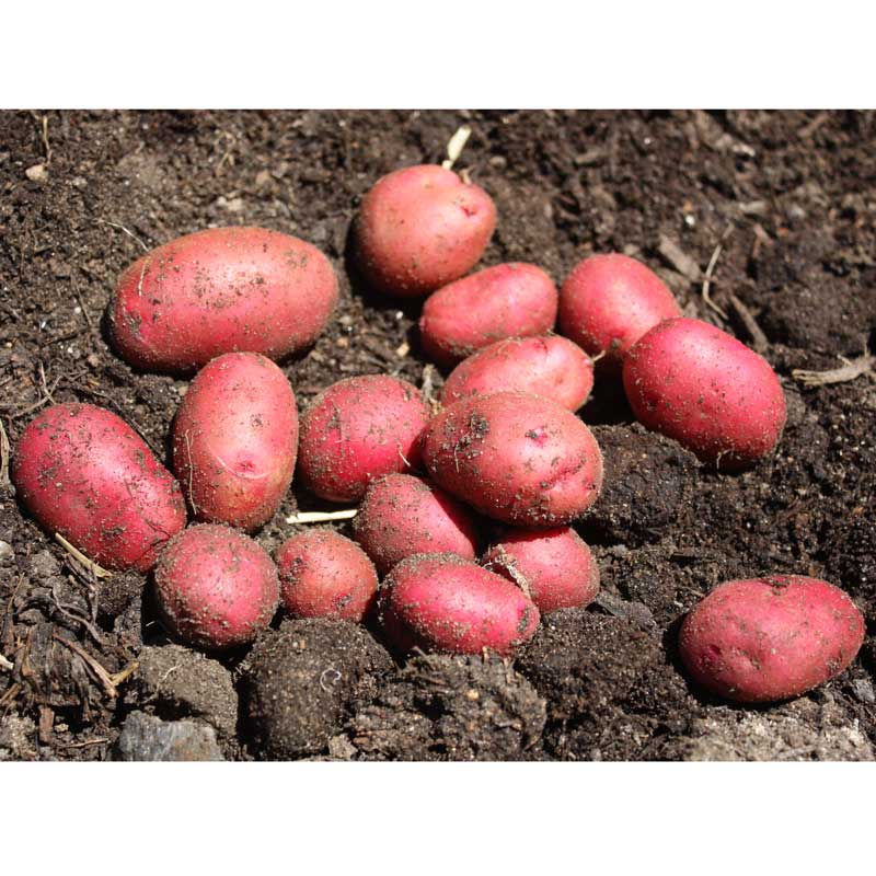 Spring-Planted Organic Red Pontiac Seed Potatoes - Grow Organic Spring-Planted Organic Red Pontiac Potato (lb) Potatoes