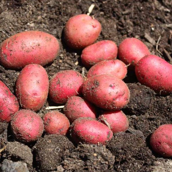 planting red pontiac seed potatoes Organic Red Pontiac Seed Potato (lb)