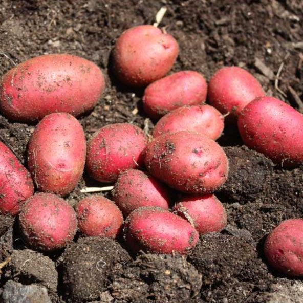 Spring-Planted Organic Red Pontiac Seed Potatoes - Grow Organic Spring-Planted Organic Red Pontiac Potato (lb) Potatoes