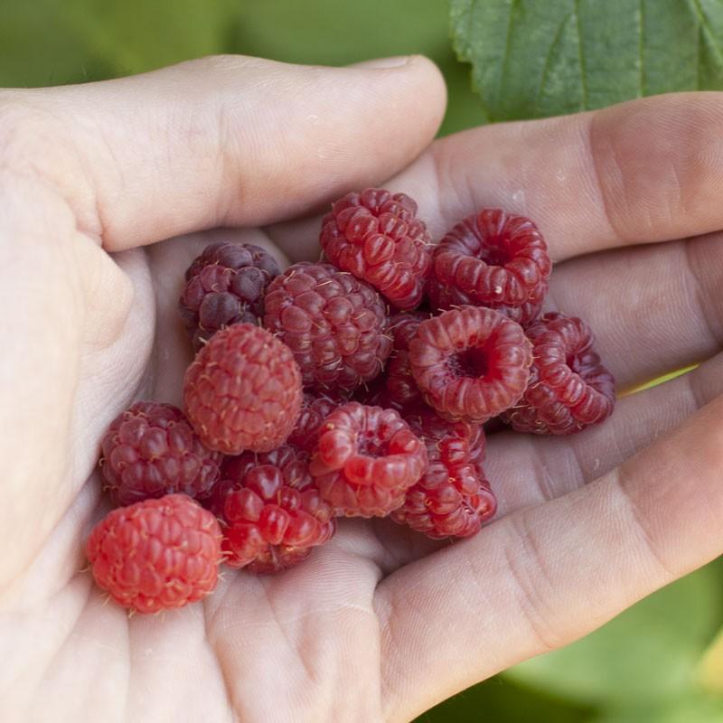 Red Raspberry - Canby (Thornless) (Bundle of 3) – Grow Organic Red Raspberry - Canby (Thornless) (Bundle of 3) Berries and Vines