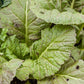 Mustard Giant Red Greens Seeds (Organic) - Grow Organic Mustard Giant Red Greens Seeds (Organic) Vegetable Seeds