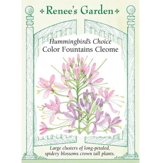 Color Fountains Hummingbird Cleome Flower Seeds - Grow Organic