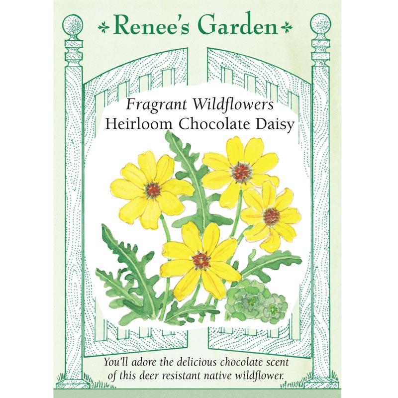 Renee's Garden Daisy Fragrant Chocolate (Heirloom) Renee's Garden Daisy Fragrant Chocolate (Heirloom) Flower Seed & Bulbs