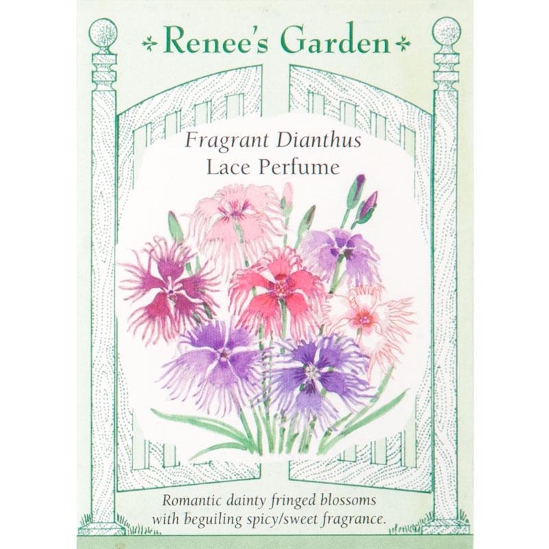 Renee's Garden Dianthus Fragrant Lace Perfume - Grow Organic Renee's Garden Dianthus Fragrant Lace Perfume Flower Seed & Bulbs