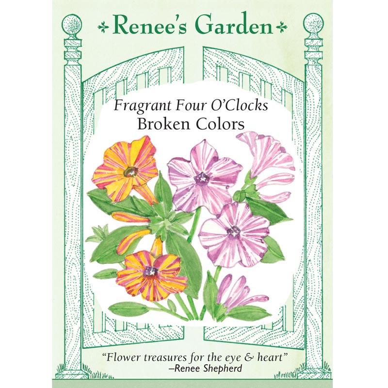 Renee's Garden Four O'Clock Broken Colors (Heirloom) Renee's Garden Four O'Clock Broken Colors (Heirloom) Flower Seed & Bulbs