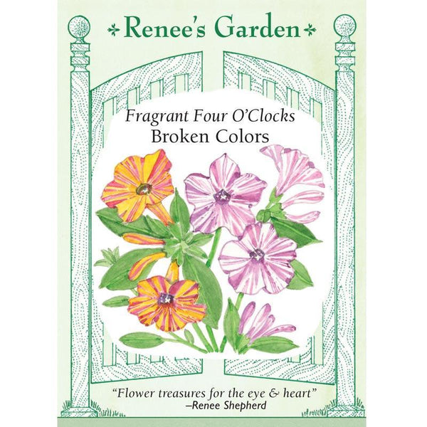 Broken Colors Four O'Clock Flower Seeds – Grow Organic