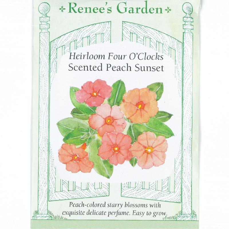 Peach Sunset Scented Four O'Clock Flower Seeds - Grow Organic