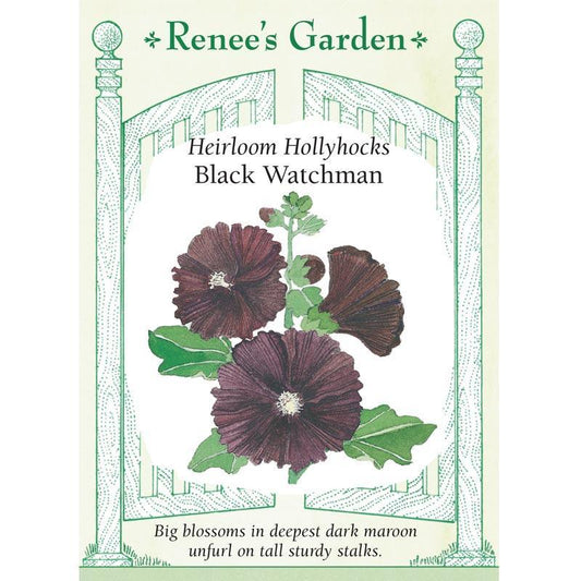 Renee's Garden Hollyhock Old Fashioned Black Watchman Renee's Garden Hollyhock Old Fashioned Black Watchman (Heirloom) Flower Seed & Bulbs