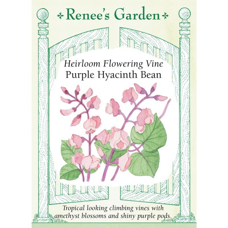 Renee's Garden Hyacinth Bean Vine Flowering Purple Heirloom Renee's Garden Hyacinth Bean Vine Flowering Purple (Heirloom) Flower Seed & Bulbs