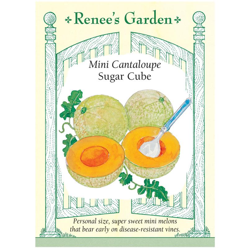 Renee's Garden Melon Canteloupe Mini Sugar Cube Renee's Garden Melon Canteloupe Mini Sugar Cube Vegetable Seeds