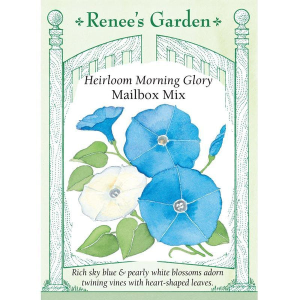 morning glory from seed 'Mailbox Mix' Heirloom Morning Glory