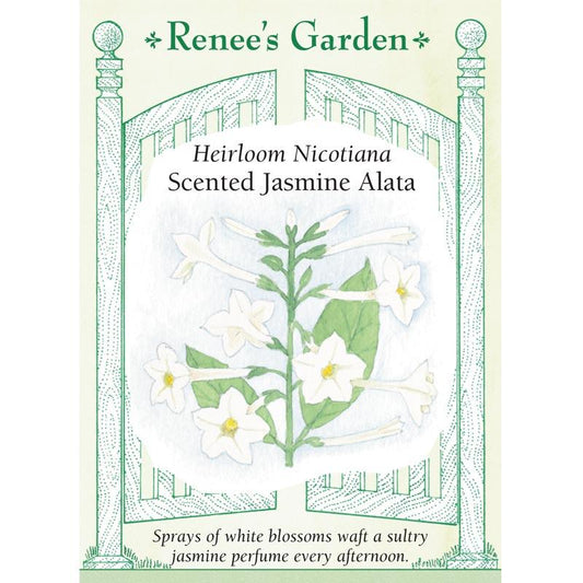 Renee's Garden Nicotiana Scented Jasmine Alata (Heirloom) Renee's Garden Nicotiana Scented Jasmine Alata (Heirloom) Flower Seed & Bulbs