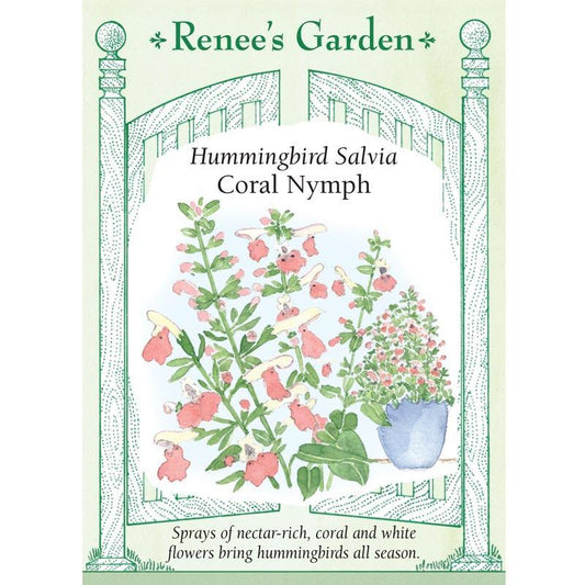 Coral Nymph Hummingbird Salvia Flower Seeds - Grow Organic
