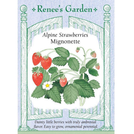 Mignonette Alpine Strawberry Seeds Renee's Garden
