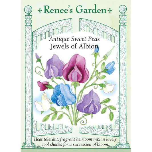 Renee's Garden Sweet Pea Antique Jewels of Albion Renee's Garden Sweet Pea Antique Jewels of Albion Flower Seed & Bulbs